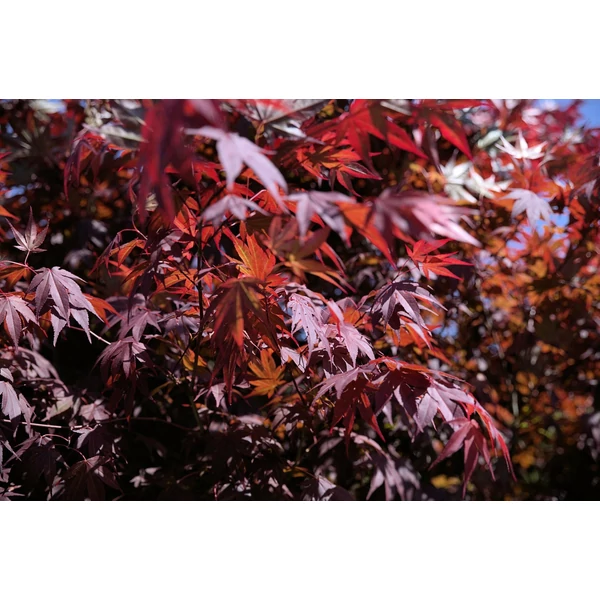 Acer palmatum Bloodgood - Bordó levelű japán juhar 150/175 K110