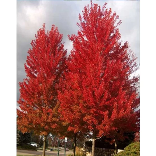 Acer rubrum – Vörös juhar FL 6/8
