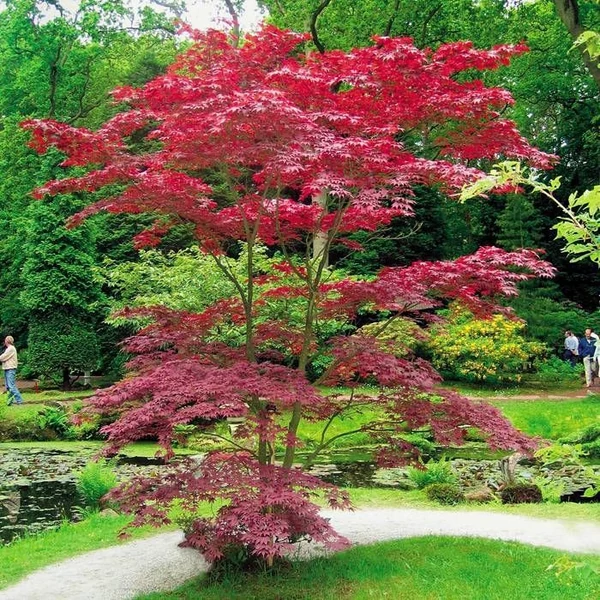 Acer palmatum 'Atropurpureum' - Japán juhar CLT 25. H 125/ 150 