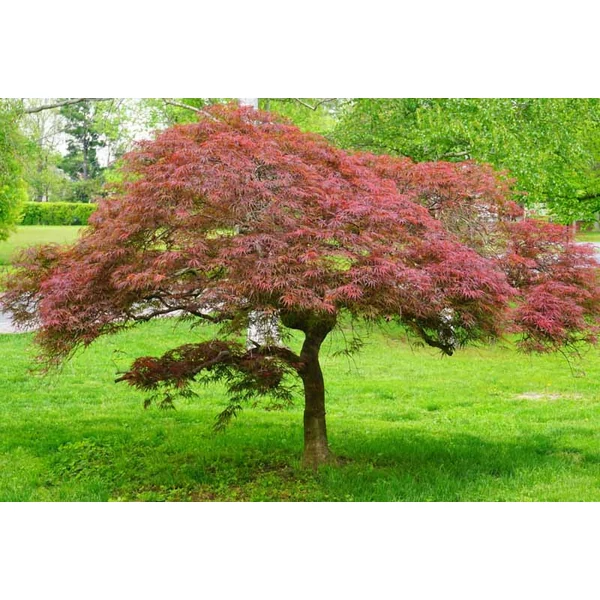 Acer palmatum var. dissectum Inaba Shidare – 1/2 törzses japán juhar K30