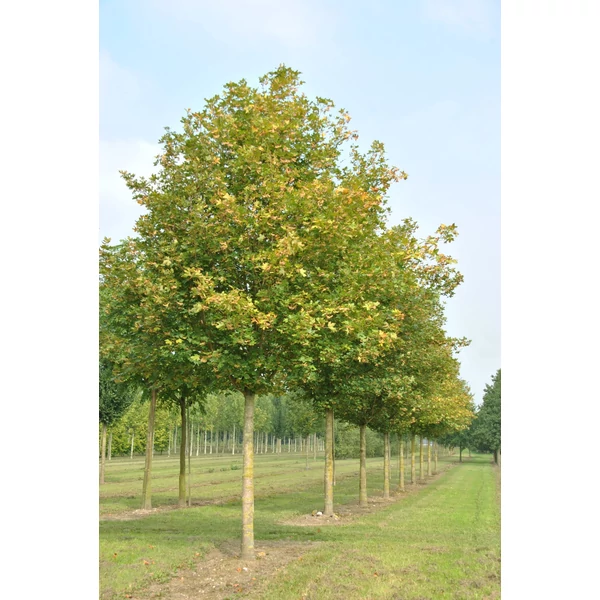 Acer campestre 'Huibers Elegant' - Mezei juhar K25 8/10 250+