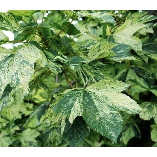 Acer pseudoplatanus Leopoldii– Kúpos koronájú, tarka levelű hegyi juhar 200-250 K15