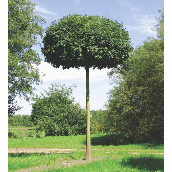 Acer campestre 'Nanum/Nana  Gömbkoronájú mezei juhar T150 4/6