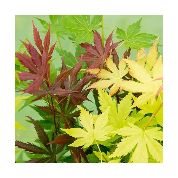 Acer palmatum atropurpureu Japán juhar CS10,5 20cm