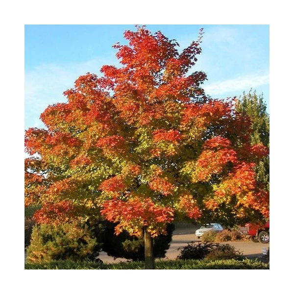 Acer 'Pacific Sunset' - Juhar-ősszel vörös K15 6/8