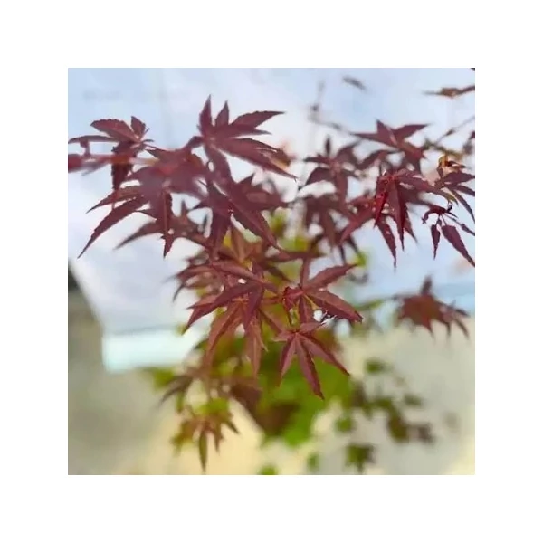 Acer palmatum 'Red Pygmy' – Japán juhar K60 200/250 EXTRA 