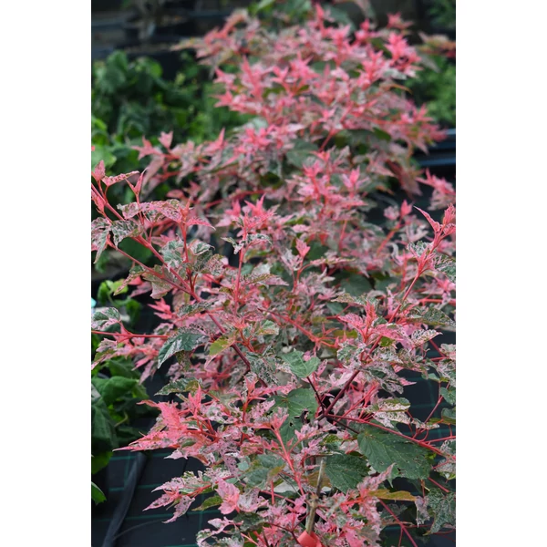 Acer conspicuum Red Flamingo - Vörös flamingó juhar K35 175/200