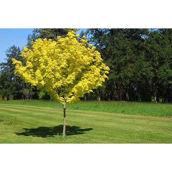 Acer platanoides 'Princeton Gold Prigo' - Sárga lombú korai juhar 200-250