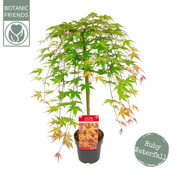 Acer palmatum ‘Cascade Ruby’ (törzses) – Csüngő japán juhar P19 80/100