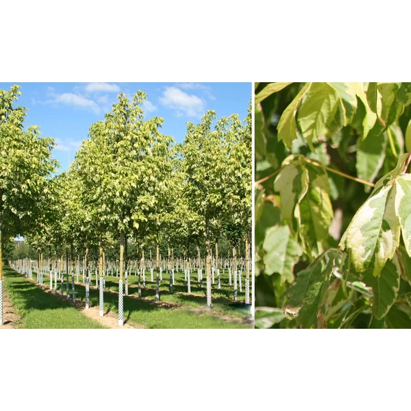 Acer negundo 'Variegatum' – Tarkalevelű zöld juhar K8/10 T150