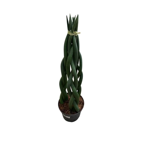 Sansevieria - anyósnyelv  10cm