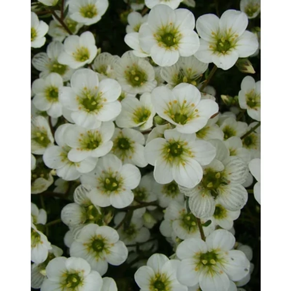 Saxifrag arendsii White Pixie Kőtörőfű CS9
