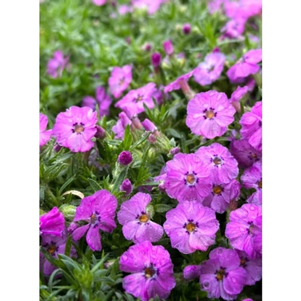 Phlox - Lángvirág douglasi Eva CS9