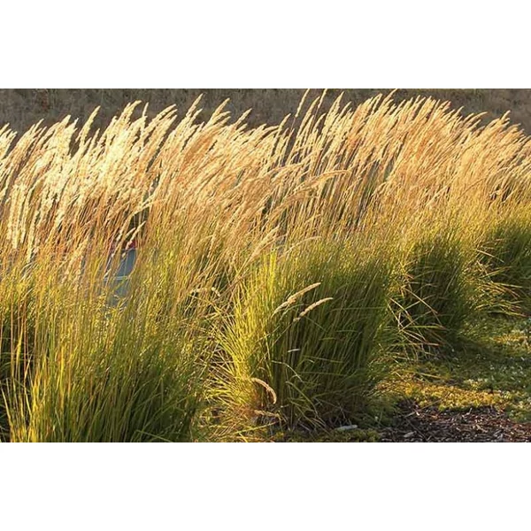 Calamagrostis x acutiflora Karl Foerster - Nádtippan CS14