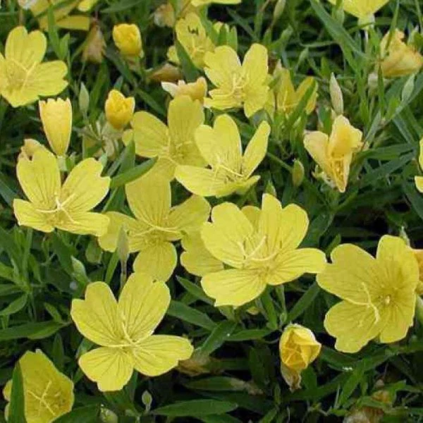 Oenothera ‘African Sun’ – ligetszépe Cs14
