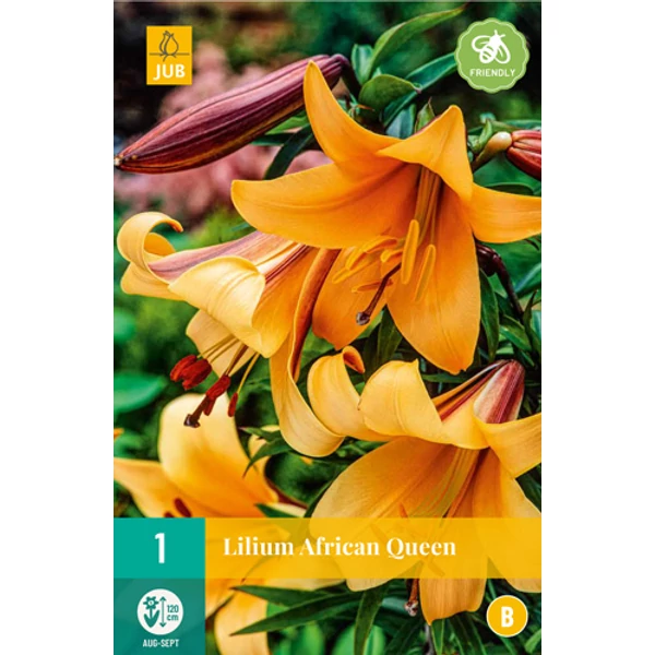 Jub Holland Liliom Africa Queen virághagyma 1-db