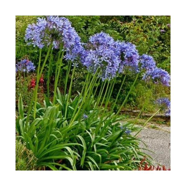 Agapanthus Dr Brouwer Szerelemvirág Cs14