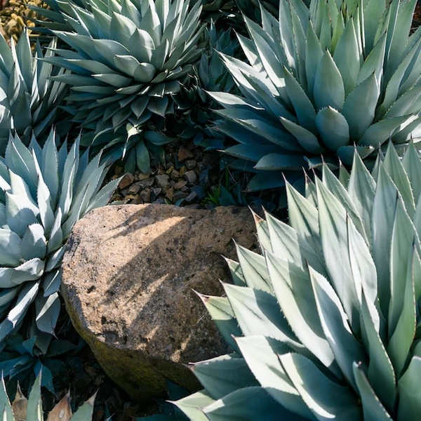 Agave  P20 1db