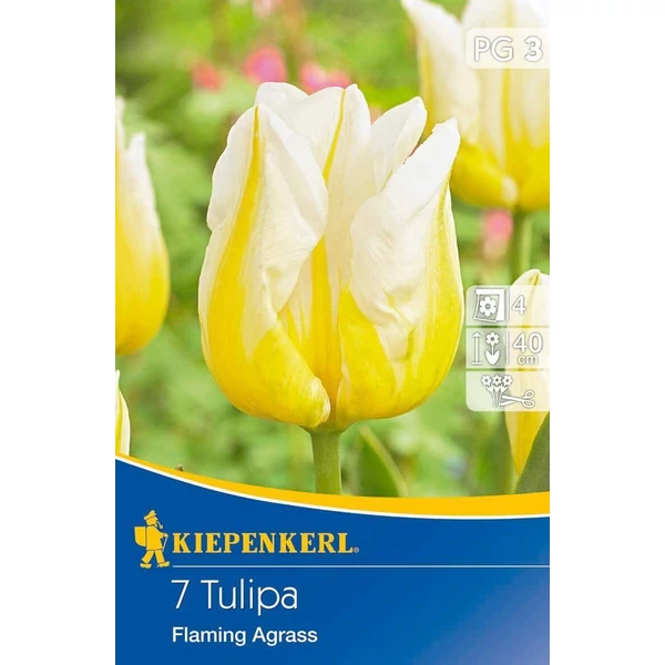 Kiepenkerl Flaming Agrass Triumph tulipán virághagymák 7 db