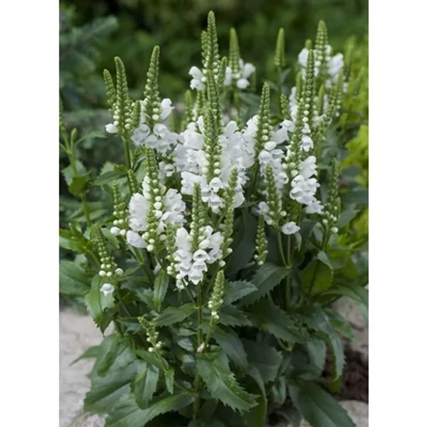 Physostegia Virginiana Chrystal Peak White - Füzérajak CS9