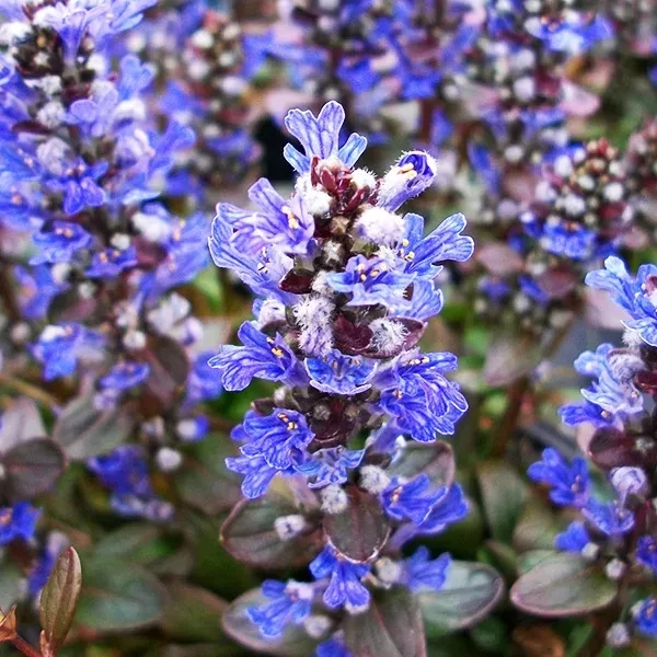 Ajuga reptans 'Best Buddies Caramel''-Indás Infű CS9