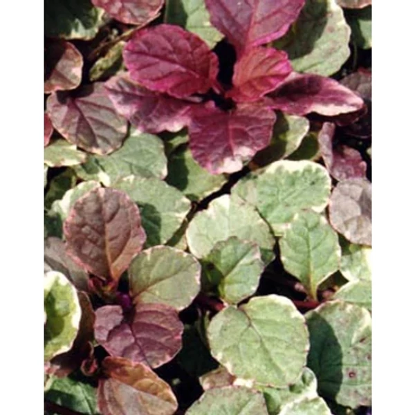 Ajuga reptans Variegata Indás Infű Cs9