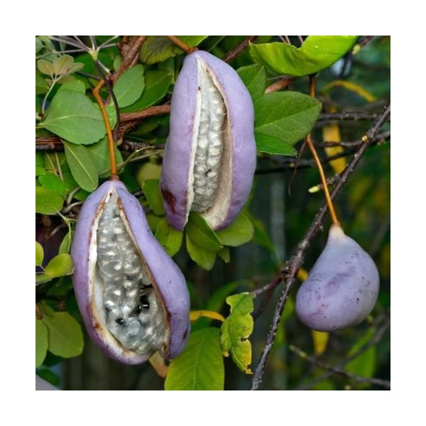 Akebia quinata – ötlevelű akébia K2 60cm