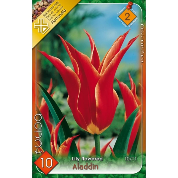 Tulipán virághagyma 8-db-os Aladdin Tulipán virághagyma 8-db-os Aladdin