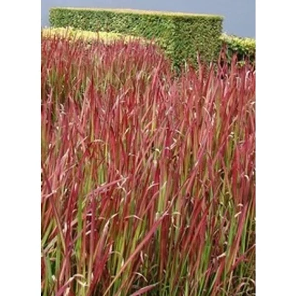 Imperata cylindrica 'Red Baron' - Bordó levelű alangfű 40/60