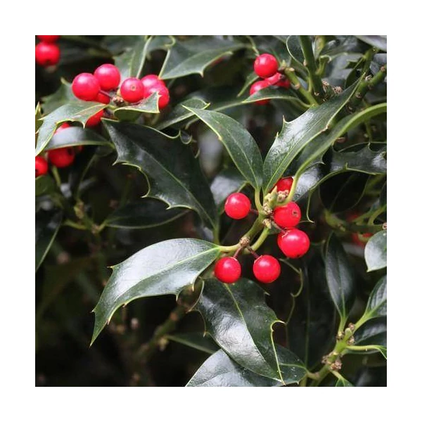 Ilex aquifolium Alaska – magyal 60/80 K10