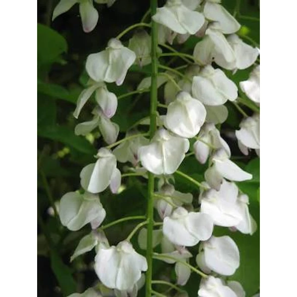 Wisteria floribunda Longissima Alba - Fehér színű japán lilaakác P15