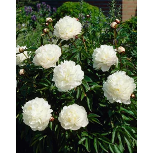 Paeonia officinalis 'Alba Plena' - Kerti bazsarózsa K3L