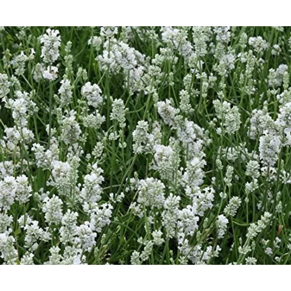 Lavandula Angustifolia Nana Alba Cs9