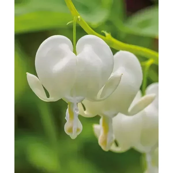 Dicentra spectabilis -Alba K2l