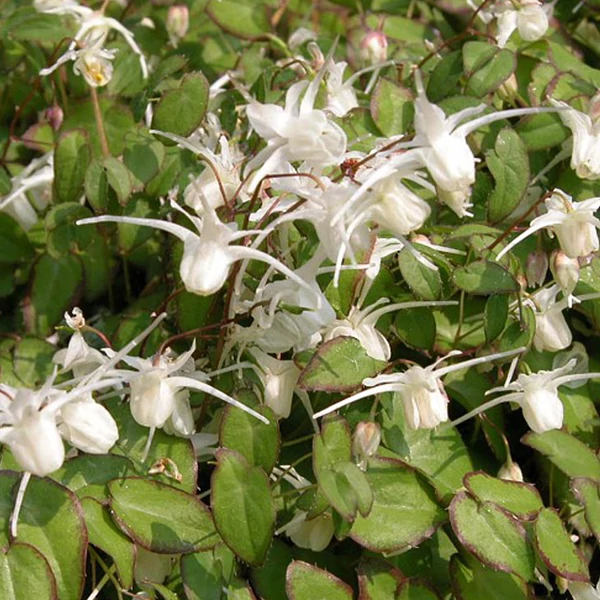Epimedium grandiflorum 'Album' Tündérvirág Cs9