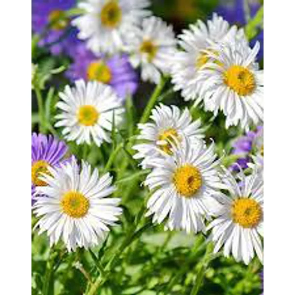 Aster dumosus Albit - Törpe őszirózsa Cs14