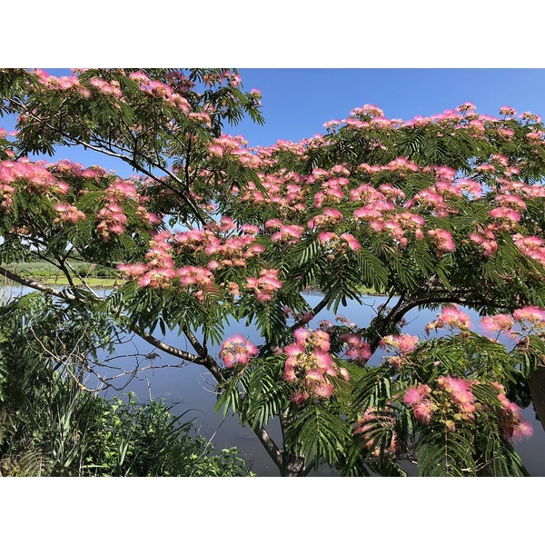 Albizia julibrissin 'Ombrella' - Pirosvirágú selyemakác K25 8/10 200+ 