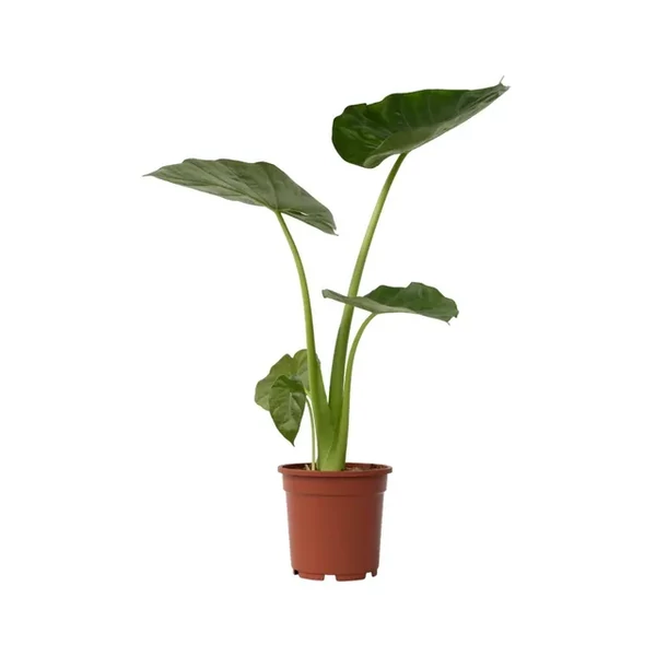 Alocasia Macrorrhiza