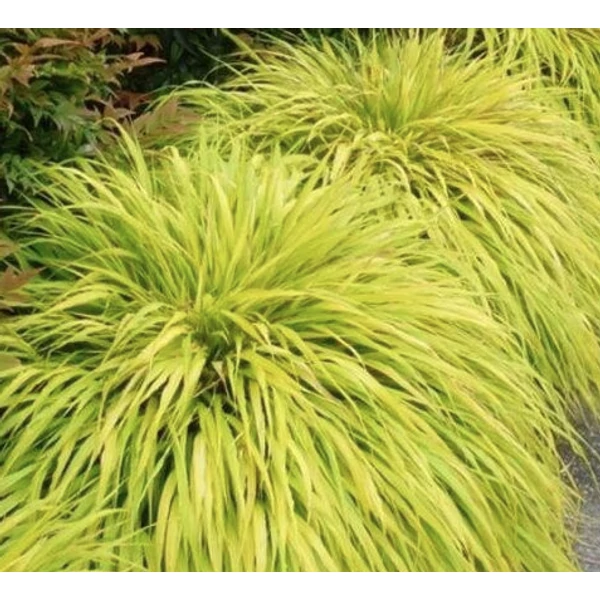 Hakonechloa macra 'All gold'- Aranysárga szálkafű 20-40 C2