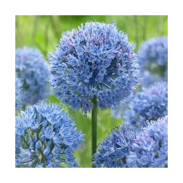 Allium Caeruleum Díszhagyma Cs14