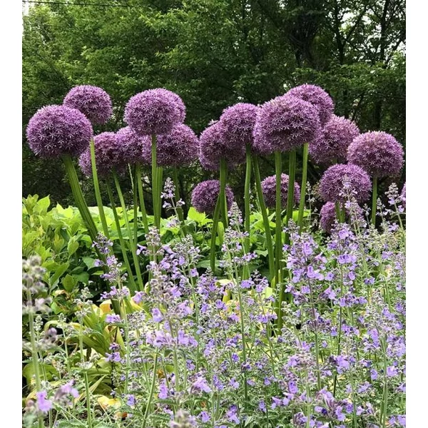 Allium 'Pintball Wizard' - Díszhagyma K2
