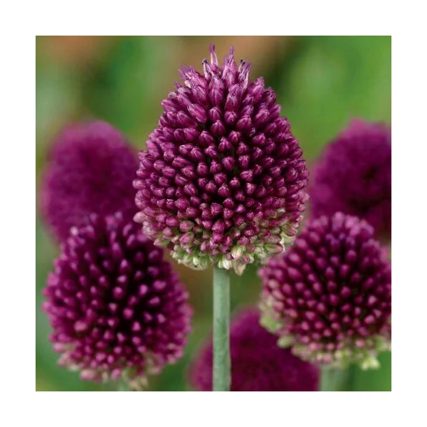 Allium Sphaerocephalon Bunkós Díszhagyma D14