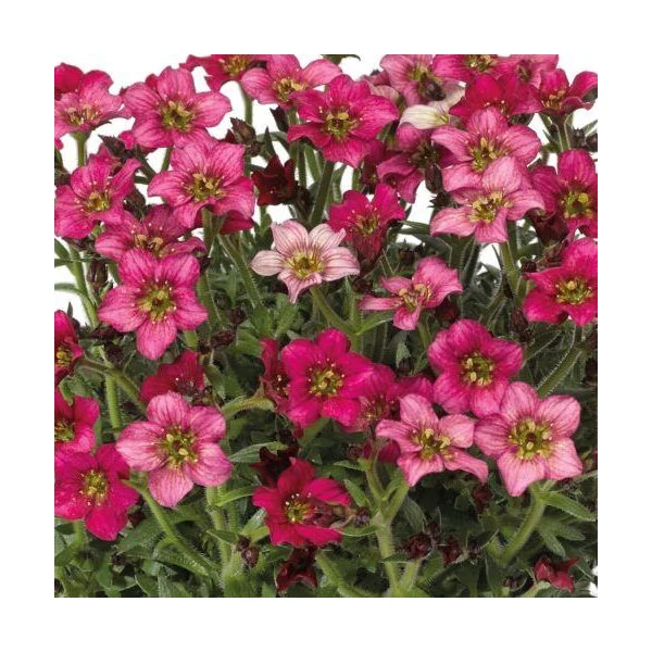 Saxifraga arendsii Alpino Early Picotee - Kőtörőfű CS17