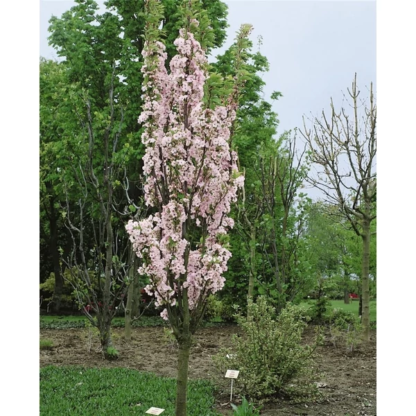 Prunus serrulata 'Amanogawa' - Oszlopos japán díszcseresznye K25 3xi 10/12 T220