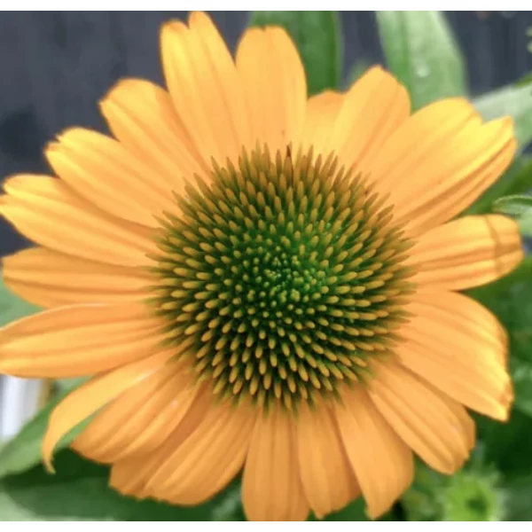 Echinacea purpurea Amaze - Kasvirág Cs15