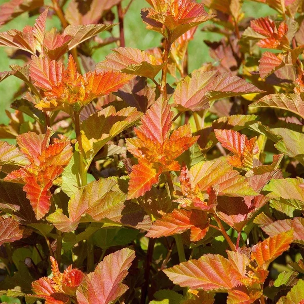 Physocarpus opulifolius 'Amber Jubilee' – Bangitalevelű hólyagvessző K10,5 T80