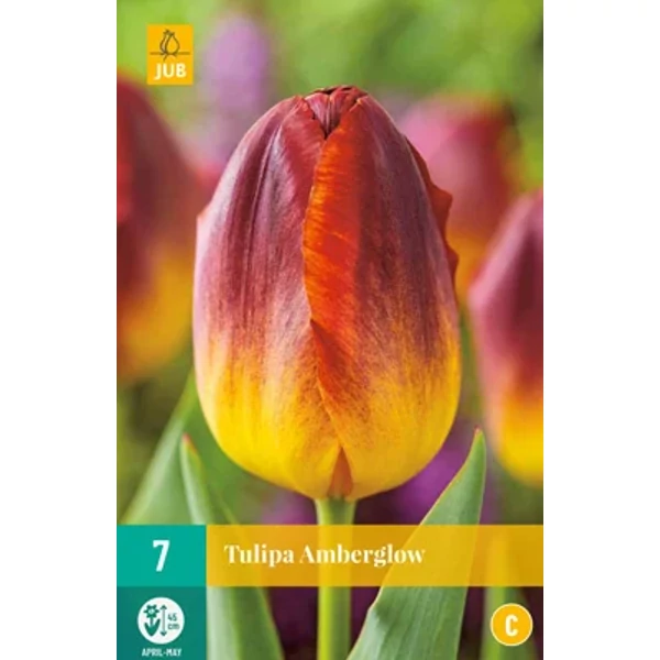 Jub Amberglow tulipán virághagyma 7db/cs