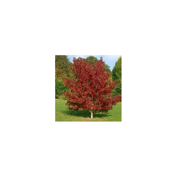 Liquidambar styraciflua 'Worplesdon' – Ámbrafa K15/20 6/8