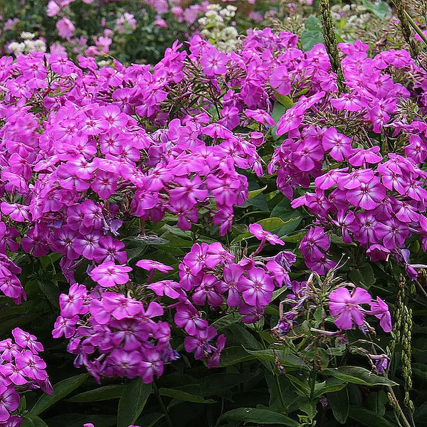 Phlox paniculata Amethyst - Bugás lángvirág D14