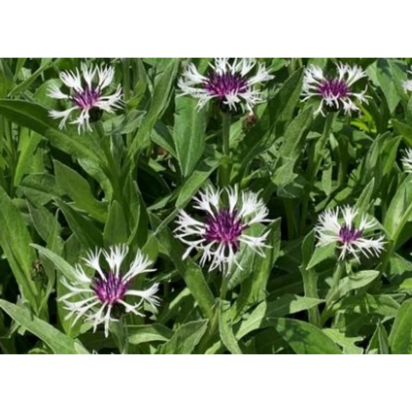 Centaurea montana Amethyst in Snow - Hegyi imola CS14
